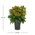 thumbnail image 3 of Expert Gardener 2QT Yellow Rudbeckia Live Perennial Plant Sun, 3 of 7