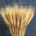 thumbnail image 1 of 100 flores artificiales, plantas artificiales, flores secas de trigo grandes, gavillas de trigo seco natural, racimos de tallos de trigo seco, trigo real para suministros de corona, mesa de bricolaje, decoración de Navidad para bodas, color amarillo Sailing  Electrónica, 1 of 3