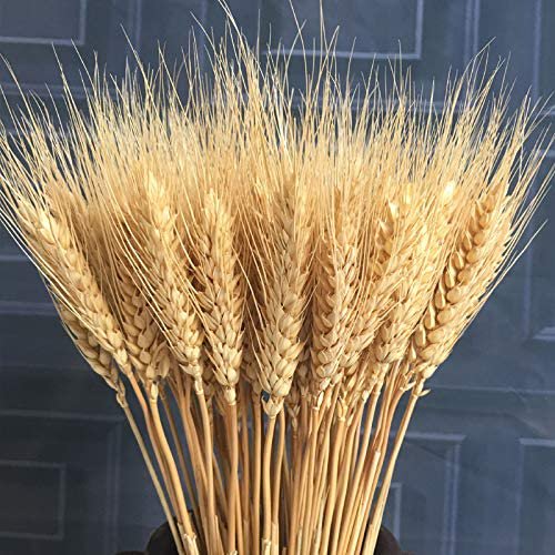 100 flores artificiales, plantas artificiales, flores secas de trigo grandes, gavillas de trigo seco natural, racimos de tallos de trigo seco, trigo real para suministros de corona, mesa de bricolaje, decoración de Navidad para bodas, color amarillo Sailing Electrónica