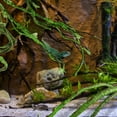 thumbnail image 2 of WORGEOUS Balacoo Paisaje Simulación Planta Rattan Pet Box Paisaje Rattan Reptile Box Rattan Vine (Tamaño 3), 2 of 8