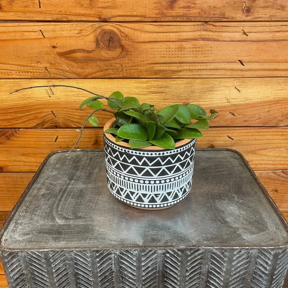 Hoya CV Chouke, 4" Plant, The Plant Farm