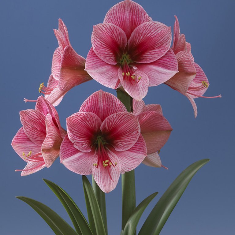 Van Zyverden Amaryllis Purple Rain Set of 1 Bulb Purple Partial Sun  Perennial Easy to Grow 1 lb