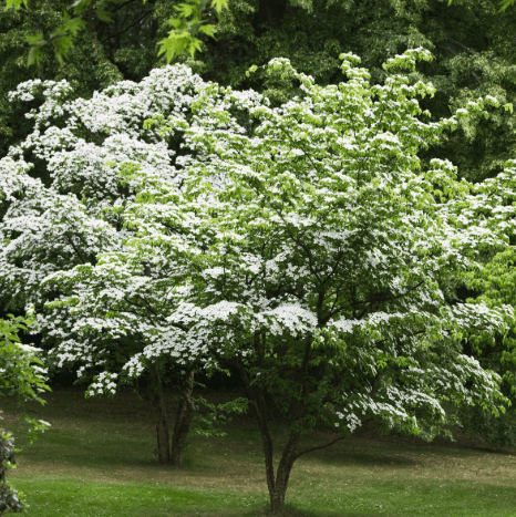 Kousa Dogwood Plant Live for Planting, White Flowing Dogwood Plant for Garden 6 to 12 Inch Tall in 4 Inch Pot