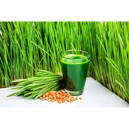 Chicken Fodder Grow Kit. 10x20 Jute Grow Medium Cloth and Wheatgrass Seeds. No Container Included