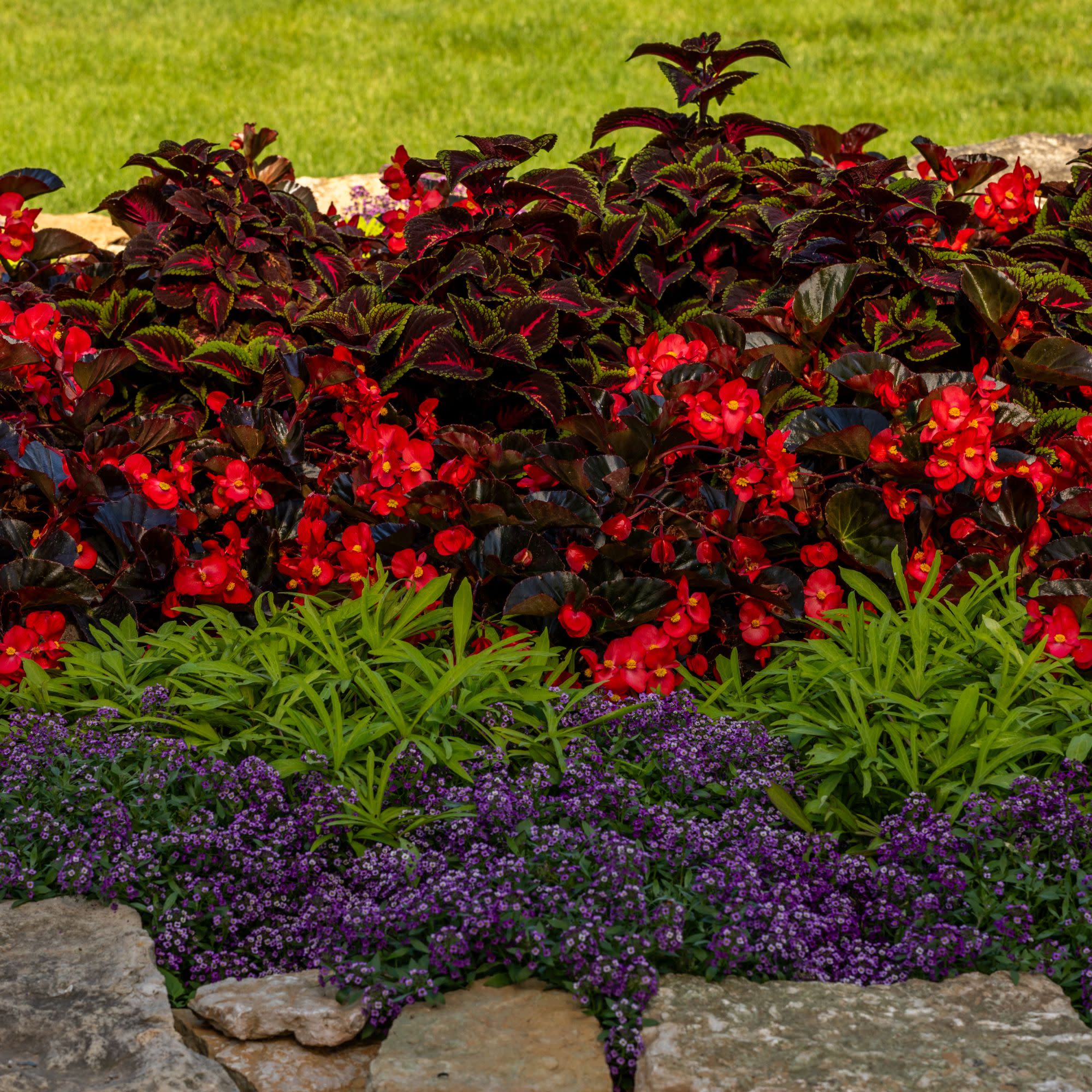 Proven Winners 4" Red Surefire Cherry Cordial Begonia Live Plant in 4.25" Pot (4 Count)