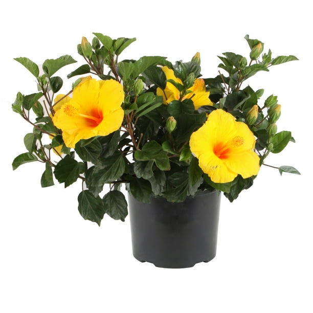 Costa Farms Island Blooms Live Outdoor 16in. Tall Yellow Hibiscus; Full