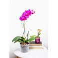 thumbnail image 3 of 3" Clear Slotted Orchid Pot (3 Pack) by rePotme, 3 of 5