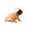Khaki, variant on 7.5x5.9in Pet Cute Wig, Short Hair Dog Costume Accessory, Funny Dress-Up Hairpiece for Puppy Photo Prop Party Cosplay