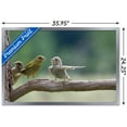 thumbnail image 3 of The Comedy Wildlife Photography Awards: Jacek Stankiewicz - Dispute Wall Poster, 22.375" x 34" Framed, 3 of 5