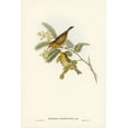 thumbnail image 2 of Gould, John 23x32 Black Ornate Wood Framed with Double Matting Museum Art Print Titled - Slender-billed Zosterops-Zosterops tenuirostris, 2 of 4