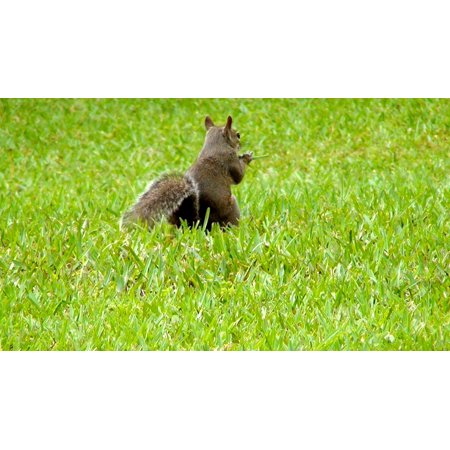 Attitude Squirrel - Canvas Print Attitude Squirrels Wildlife Squirrel Animal Stretched Canvas 10 x 14