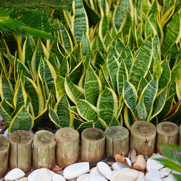 6 in. Sansevieria Laurentii Superba Plant in Grower Container 6 in. Sansevieria Laurentii Superba Plant in Grower Container