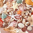 thumbnail image 1 of Juego de 14 estilos de conchas marinas, estrellas de mar naturales, conchas marinas, playa y océano, 1 of 6