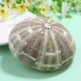 thumbnail image 3 of MasteelfCA 2pcs Natural Dried Sea Urchin Shells Conch Shells Creative Containers DIY Handmade Mini Planting Pots Desktop Ornament for Home Office Bedroom, 3 of 7