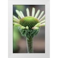 thumbnail image 3 of Erin Berzel 23x32 White Modern Wood Framed Wall Art Titled - Echinacea IV, 3 of 5