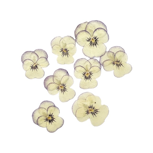 Cateissary 12pcs Dried Flower Crafts Multipurpose Simple Craft Style DIY Make Accessory Decor Pressed Accessories Jewelry Flowers Type7 NO7