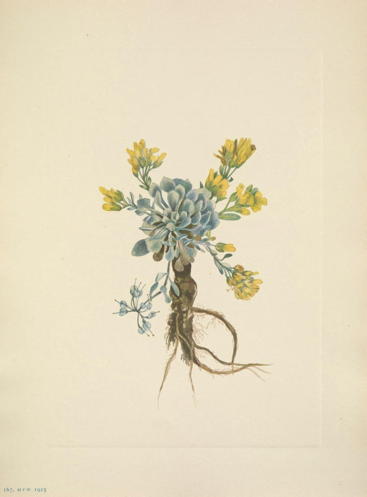 N American Wild Flo