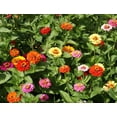 thumbnail image 2 of TomorrowSeeds - Pumila Mix "Pom Pom" Zinnia Seeds - 600+ Count - For 2025 Planting Long-Lasting, 2 of 5