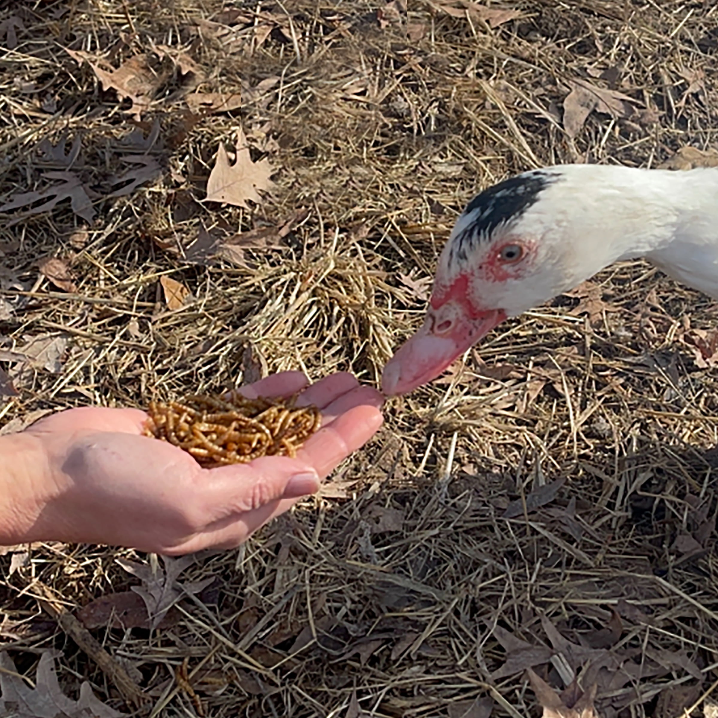 Dried Worms Treat High-Energy Snack for Wild Birds & Poultry