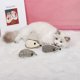 thumbnail image 5 of 4 piezas - Regalos de juego para mascotas Gatos Cachorros de gatos Juguete resistente a las mordeduras Juguetes para morder Beige oscuro para juguetes de gatitos de simulación Sincero Electrónica, 5 of 5