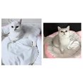 thumbnail image 4 of XISOBO Round plush pet cat bed with detachable pillow, 4 of 4
