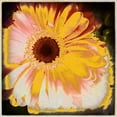thumbnail image 3 of Bolokofsky, Ronald 12x12 Black Modern Framed Museum Art Print Titled - Floral Yellow, 3 of 5