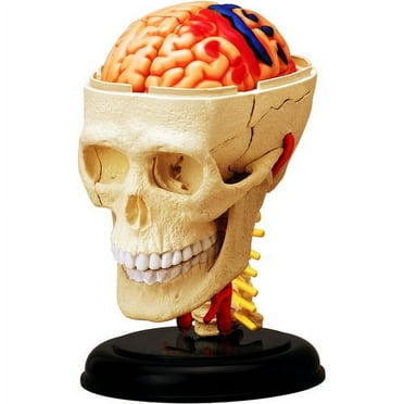 4D Vision Cranial Nerve Skull Anatomy Model