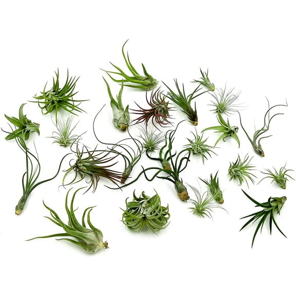 ragnaroc 1-4" Assorted Tillandsia Live Plants in 100% Recyclable Packaging (25 Count)