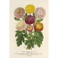 thumbnail image 2 of Charles Antoine Lemaire 14x18 Black Ornate Wood Framed Double Matted Museum Art Print Titled - Fall Dwarf Chrysanthemum (1854-1896), 2 of 5