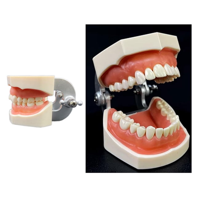 Modelo de diente estándar,Cepillado de enseñanza del modelo de diente estándar,Modelo de estudio de dientes suministros para niños adultos estándar,Modelo de dientes de demostración