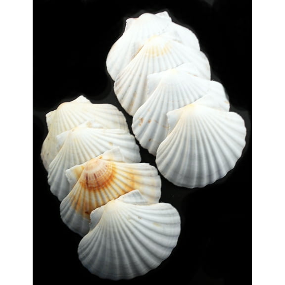 Set of 24 Large Real Baking Scallop Shells (4" - 4 3/8") for Cooking, Baking, Serving Food Beach Crafts and Coastal Decor