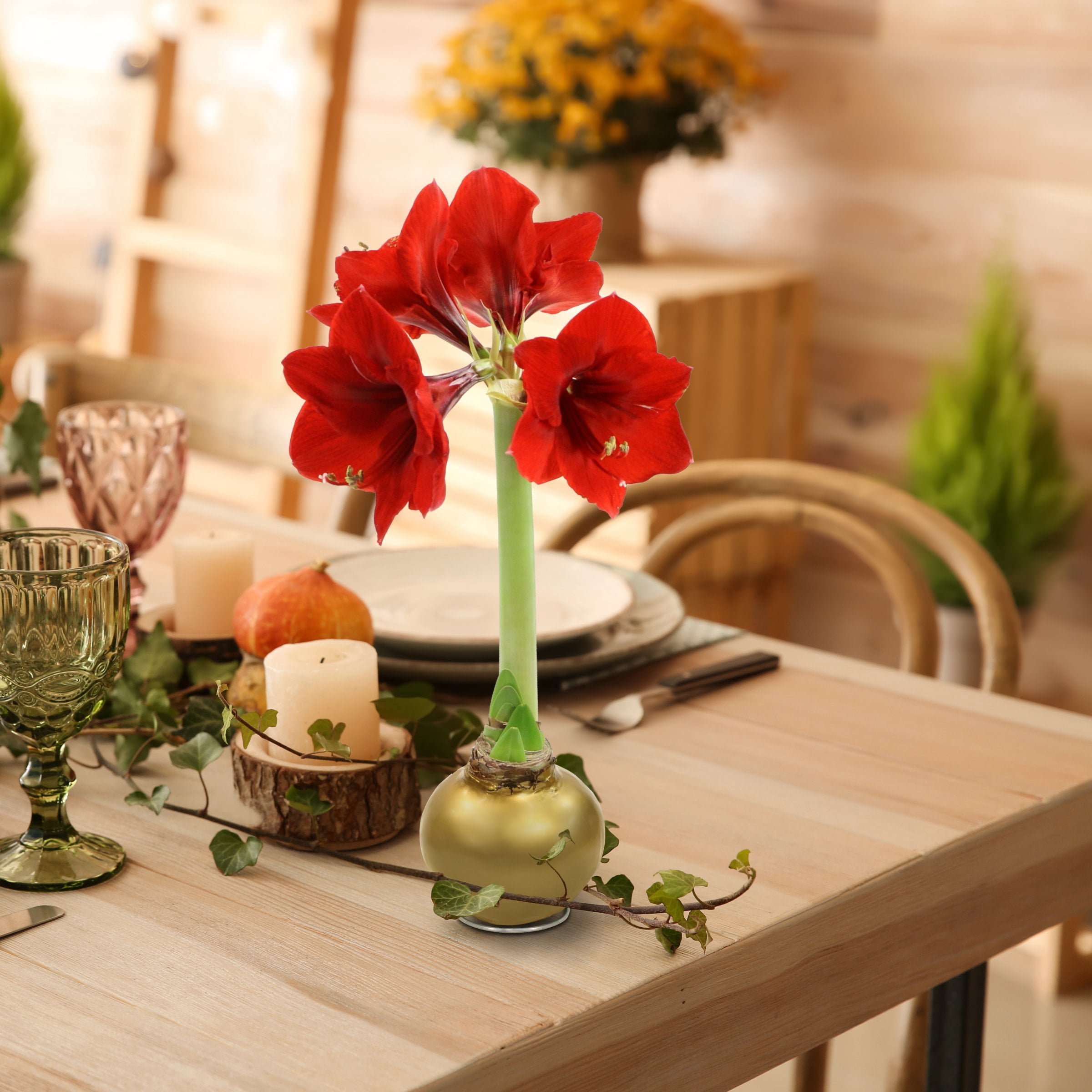 Live Ornamental/Decor Gold Waxed Amaryllis with Red Blooms with Indirect Sun- 1 Piece