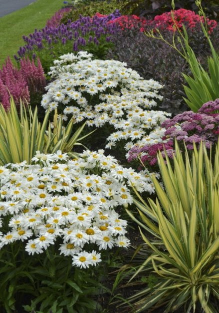 Expert Gardener Outdoor Live Plant Leucanthemum Shasta Daisy White 2.5QT, Full Sun