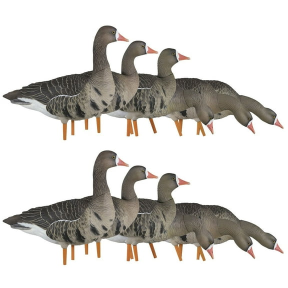 Avian X AXP Specklebelly Decoy Fusion Pack with Lasting Finish, 12 Pack