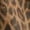Dark Brown, variant on Women'S Leopard Print Denim Dress Short Sleeve Sailor Collar Button Down A Line Mini Casual Dress Dark Brown M