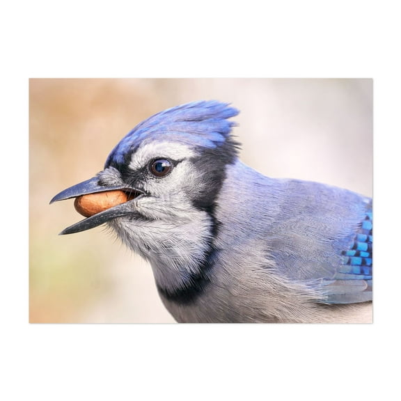 Blue Jay with peanut - Photography Bird Wildlife Nature Animal Woodland Scenic Unframed Wall Art Print 4 x 6 inches