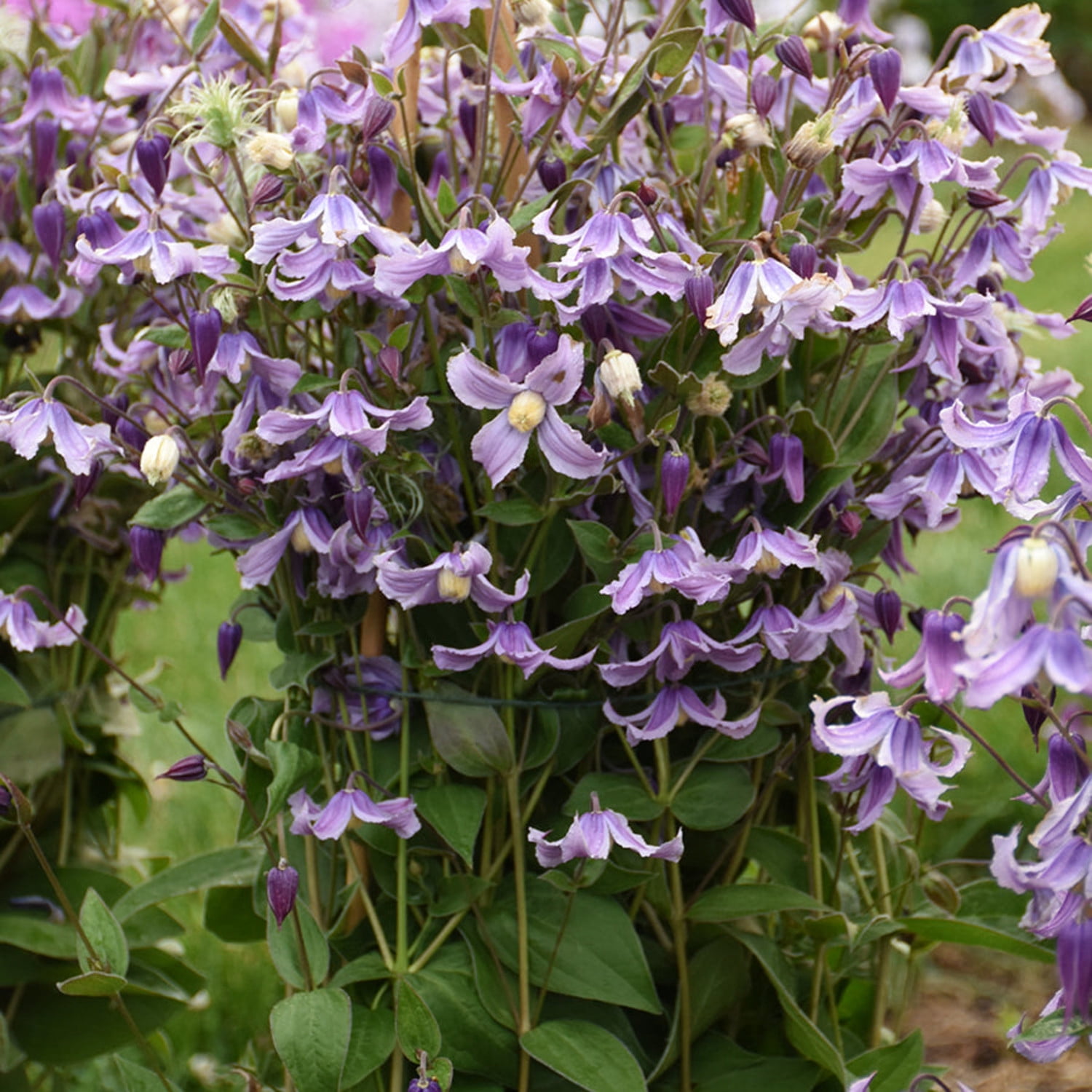 Proven Winners 6" Purple 'Stand by Me Lavender' Bush Clematis Live Plant in 6.5" Pot