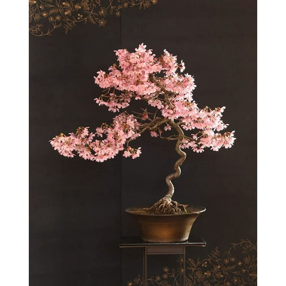 30 Japanese Flowering Cherry Blossom Bonsai Seeds, Sakura Bonsai Garden Seeds - Fresh Exotic Rare Bonsai Seeds