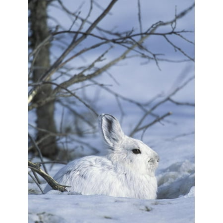 Refuge Point - Snowshoe Hare, Arctic National Wildlife Refuge, Alaska, USA Print Wall Art By Hugh Rose