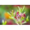 thumbnail image 2 of Paulson, Don 18x13 Gold Ornate Wood Framed with Double Matting Museum Art Print Titled - Abstract close-up of azalea buds, 2 of 4