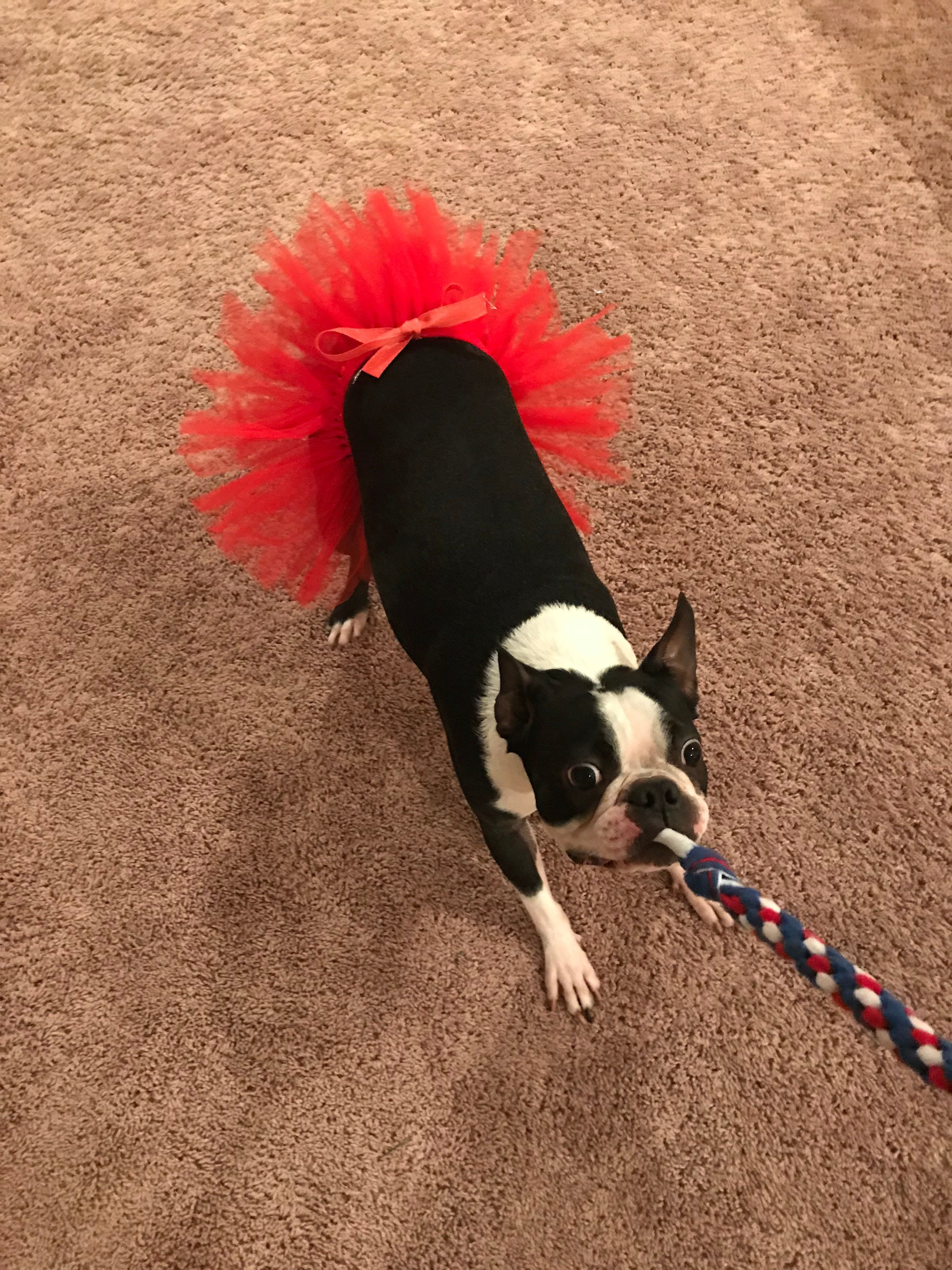 Red Easter Holiday Dog Tutu Skirt | XS-XXXL
