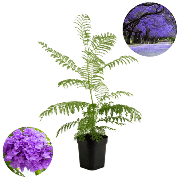 Jacaranda Tree Live Plant, 8-10'' Tall, Jacaranda Tree Plant Live for Outdoor Planting, Live Jacaranda Plant, Purple Blooms, Ready to Grow