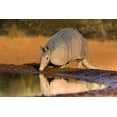 thumbnail image 2 of Ditto, Larry 24x17 White Modern Wood Framed Museum Art Print Titled - Nine-banded Armadillo-Dasypus novemcinctus-drinking, 2 of 4