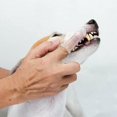 thumbnail image 4 of 12 Pieces Pet Toothbrush, Dog Finger Toothbrush Silicone Dog Toothbrush Finger Toothbrush, for Pet Dogs and Cat Improve Oral Hygiene, 4 of 5
