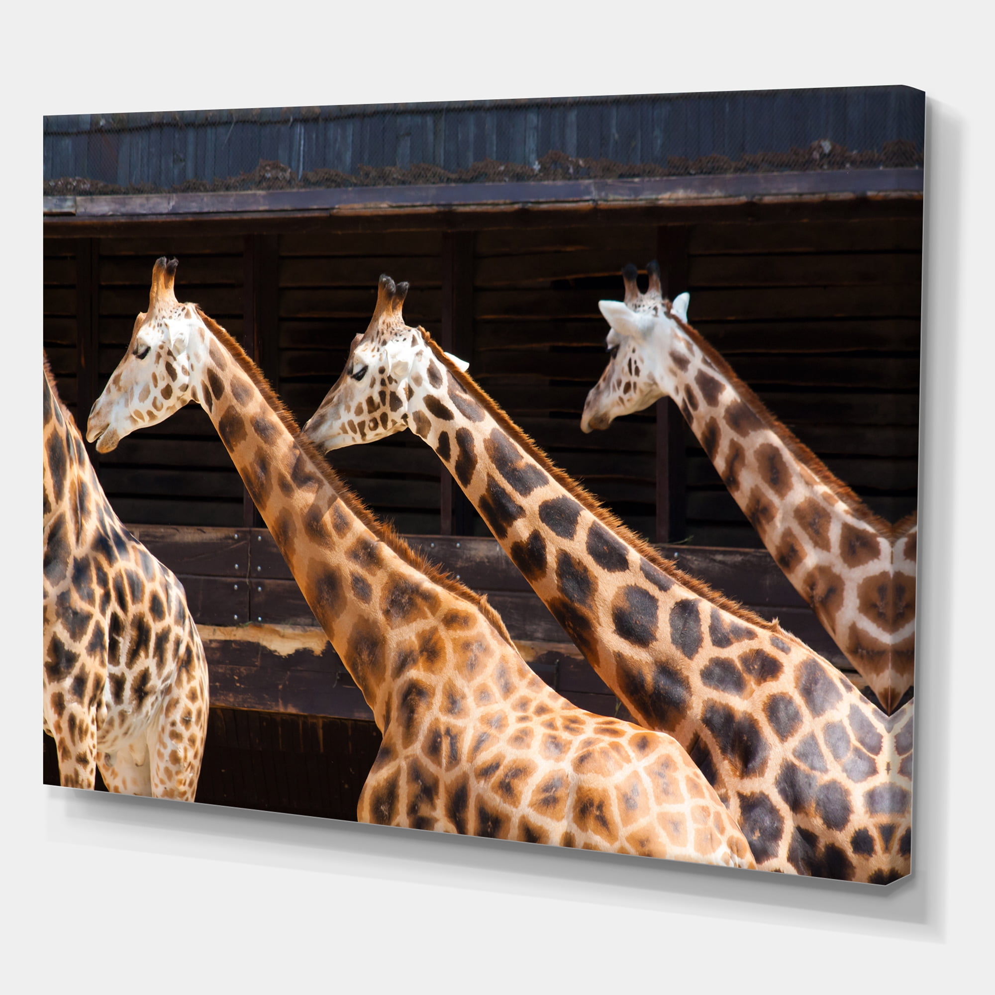 Designart ' Portrait Of Three Giraffes Running ' Farmhouse Canvas Wall Art Print