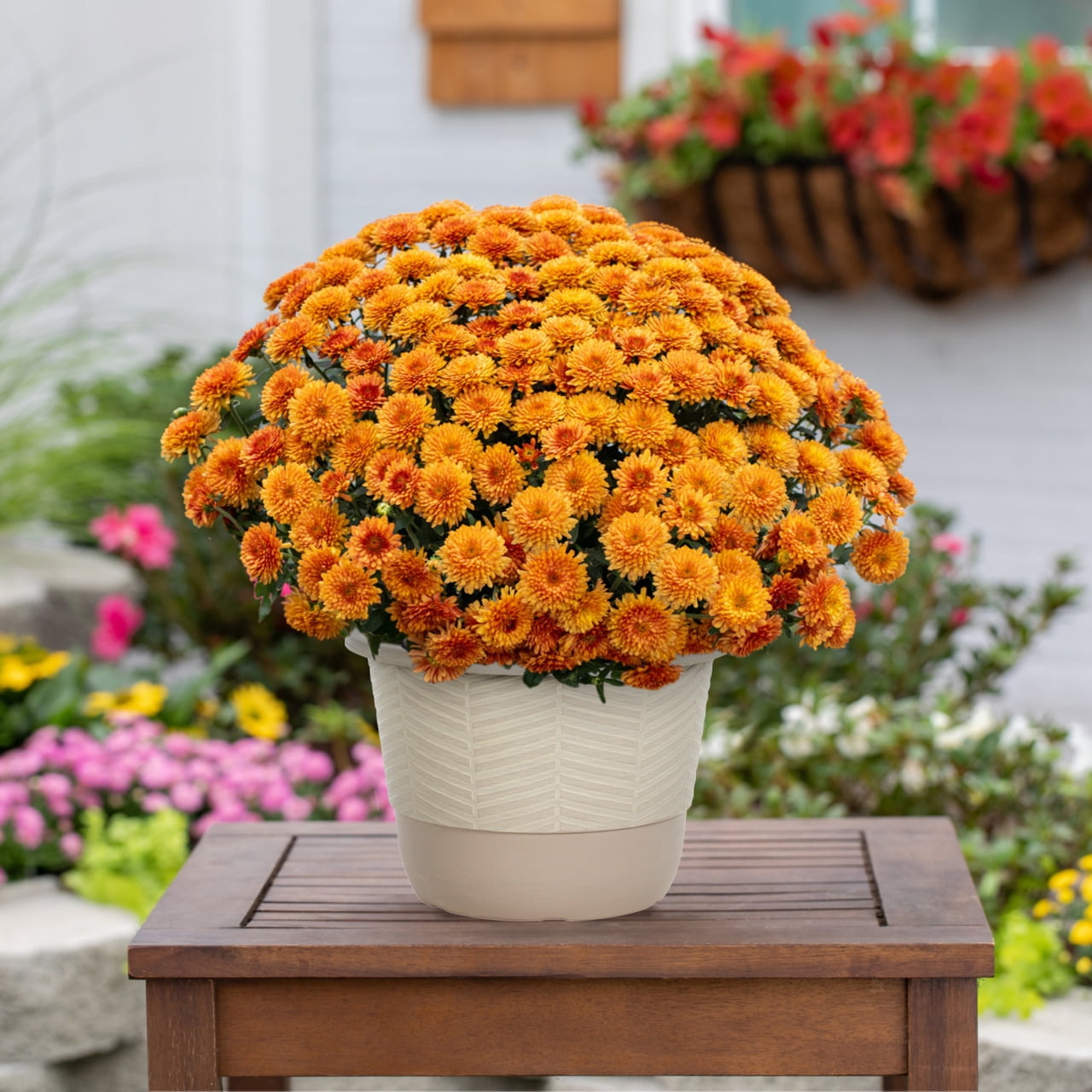 Better Homes & Gardens 1.5G Orange Garden Chrysanthemum Plant Decorative Pot Sun