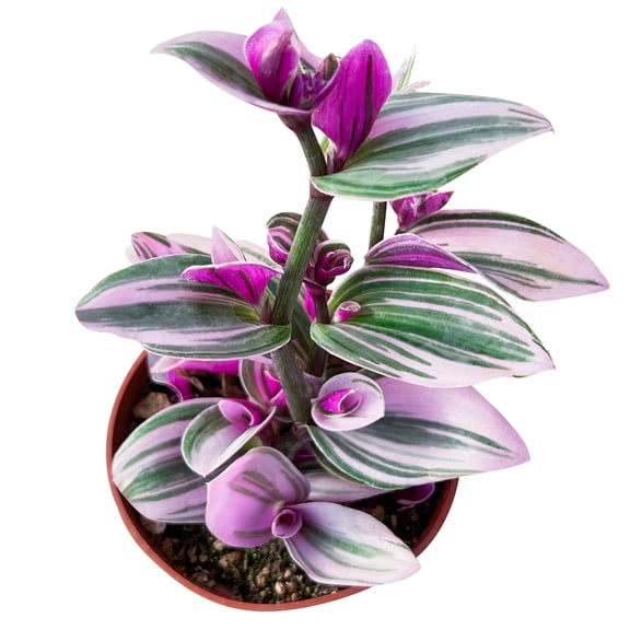 Tradescantia Nanouk, 1 Pack Rare Live Succulent Plant Fully Rooted in 4" Pot, Real House Plant for Indoor Outdoor Home Office Wedding Decoration Party Favor