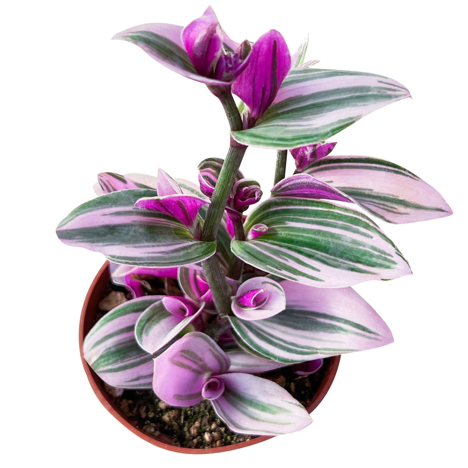 Tradescantia Nanouk, 1 Pack Rare Live Succulent Plant Fully Rooted in 4" Pot, Real House Plant for Indoor Outdoor Home Office Wedding Decoration Party Favor