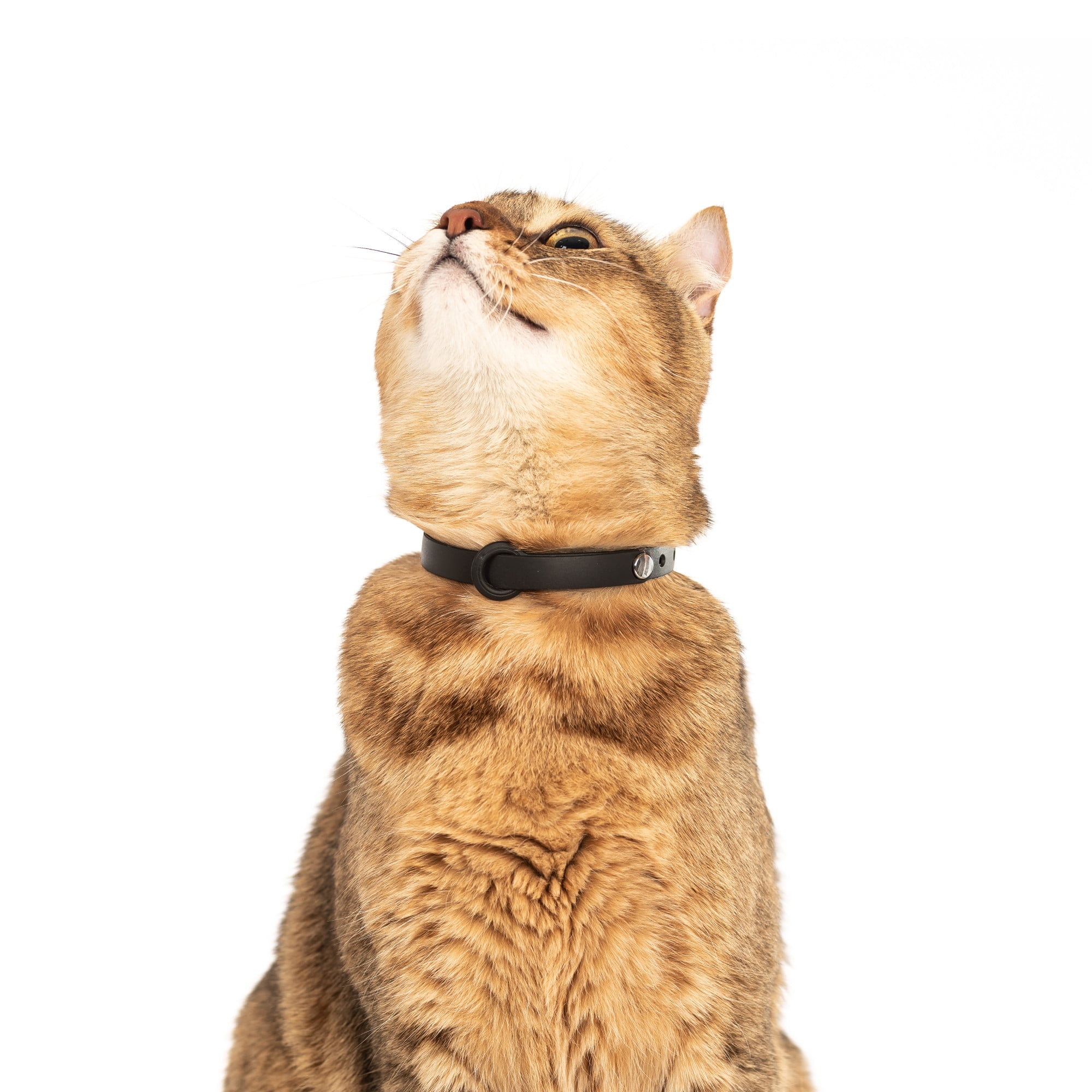 Hypoallergenic cat collar hotsell