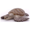 thumbnail image 4 of Papo Loggerhead Turtle Figure, Multicolor, 4 of 6